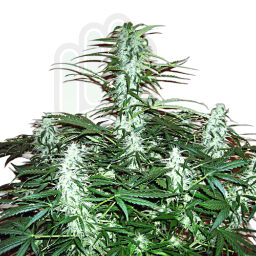 JACK HERER Auto GreenHand ® Pack 3 Semillas