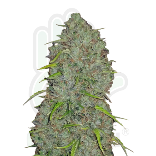 JACK HERER Auto GreenHand ® Pack 3 Semillas