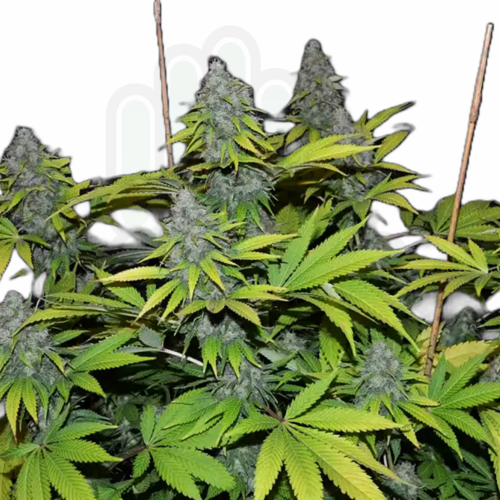 BLUE CHEESE feminizada GreenHand ® (1 Semilla)