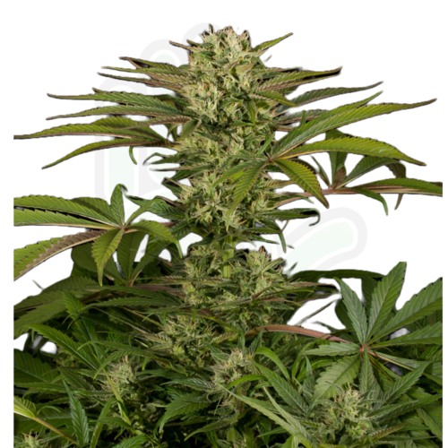 BLUE CHEESE feminizada GreenHand ® (1 Semilla)