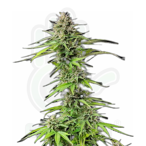 BLUE CHEESE feminizada GreenHand ® (1 Semilla)