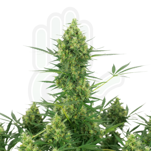 SUPER SKUNK AUTO GreenHand ® 1 Semilla