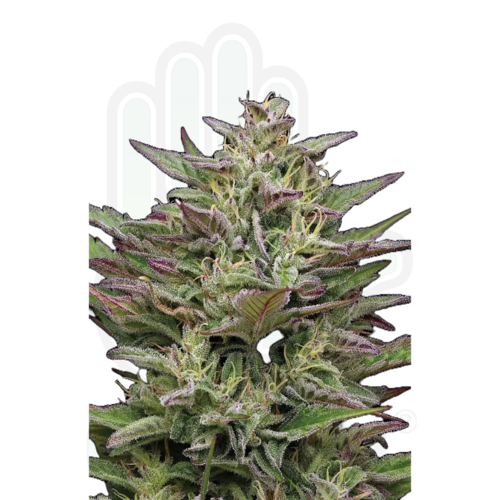 TRAINWRECK AUTO GreenHand ® 1 Semilla