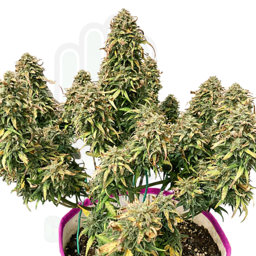 TRAINWRECK AUTO GreenHand ® 1 Semilla