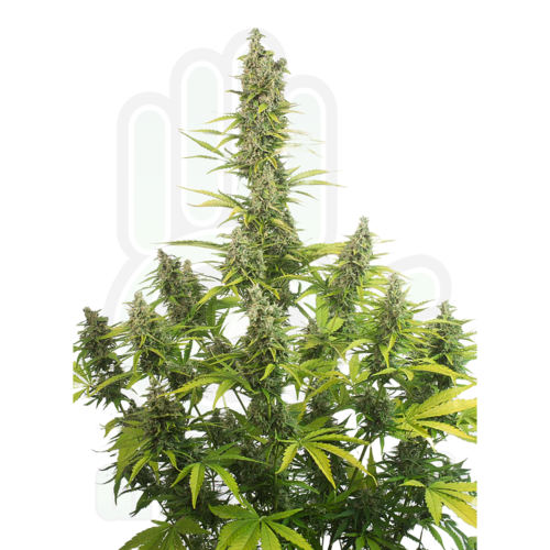 AMNESIA CBD AUTO GreenHand ® 1 SEMILLA