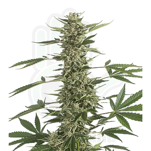 WHITE WIDOW CBD AUTO GreenHand ® 1 SEMILLA