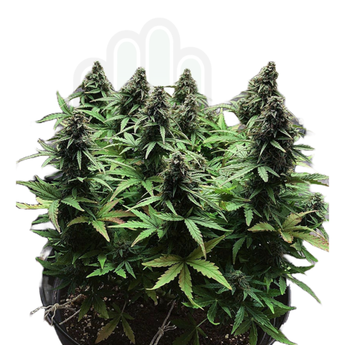 WHITE WIDOW CBD AUTO GreenHand ® 1 SEMILLA