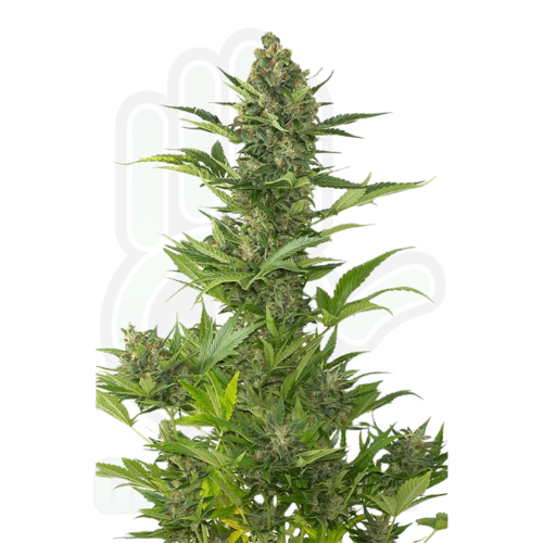 AMNESIA CBD AUTO GreenHand ® 1 SEMILLA